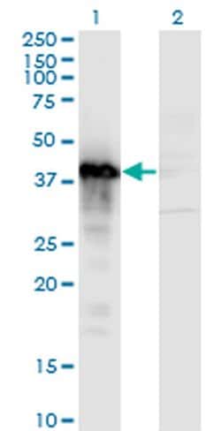 Invitrogen TCEA3 Monoclonal Antibody (2C9) 100 &mu;g; Unconjugated:Antibodies,