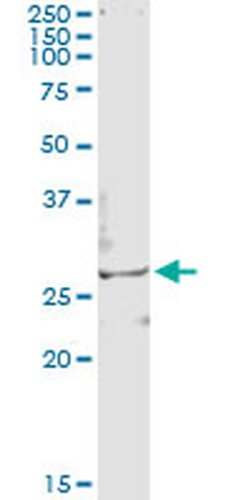 Invitrogen TSSK3 Monoclonal Antibody (3F9) 100 &mu;g; Unconjugated:Antibodies,