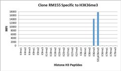 H3K36me3 Rabbit anti-Human, Mouse, Clone: RM155, Invitrogen 20 &mu;g; Unconjugated:Antibodies,