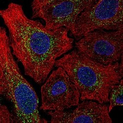 Invitrogen MCU Monoclonal Antibody (CL3576) 100 &mu;L; Unconjugated:Antibodies,