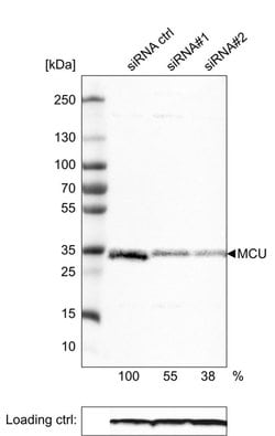 Invitrogen MCU Monoclonal Antibody (CL3576) 100 &mu;L; Unconjugated:Antibodies,