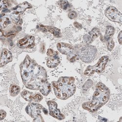 Invitrogen ELTD1 Monoclonal Antibody (CL4164) 100 &mu;L; Unconjugated:Antibodies,