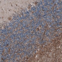 Invitrogen ELTD1 Monoclonal Antibody (CL4164) 100 &mu;L; Unconjugated:Antibodies,