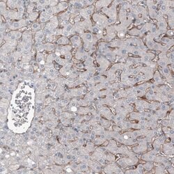 Invitrogen ELTD1 Monoclonal Antibody (CL4164) 100 &mu;L; Unconjugated:Antibodies,