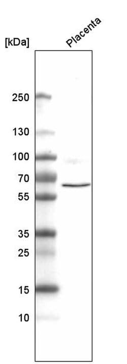 Invitrogen ELTD1 Monoclonal Antibody (CL4164) 100 &mu;L; Unconjugated:Antibodies,