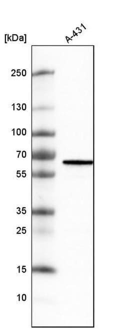 Invitrogen METTL14 Monoclonal Antibody (CL4252) 100 &mu;L; Unconjugated:Antibodies,