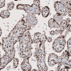Invitrogen SMCHD1 Monoclonal Antibody (CL4270) 100 &mu;L; Unconjugated:Antibodies,