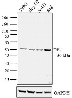 DP1 Monoclonal Antibody (1DP06 (TFD10)), Invitrogen 500 &mu;L; Unconjugated:Antibodies,