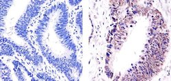 E2F4 Monoclonal Antibody (4E2F04 (WUF10)), Invitrogen 500 &mu;L; Unconjugated:Antibodies,