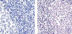 E2F4 Monoclonal Antibody (4E2F04 (WUF10)), Invitrogen 500 &mu;L; Unconjugated:Antibodies,