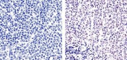 E2F4 Monoclonal Antibody (4E2F04 (WUF10)), Invitrogen 500 &mu;L; Unconjugated:Antibodies,
