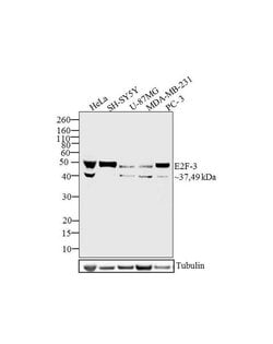 E2F3 Monoclonal Antibody (3E2F04 (PG37)), Invitrogen 500 &mu;L; Unconjugated:Antibodies,