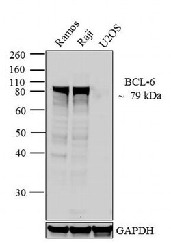 Invitrogen BCL6 Monoclonal Antibody (BL6.02 (PG-B6p)) 500 &mu;L; Unconjugated:Antibodies,