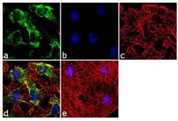 Caspase 3 Monoclonal Antibody (3CSP03 (4.1.18)), Invitrogen 500 &mu;L;