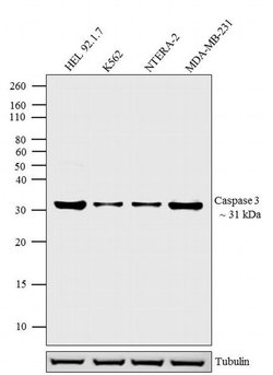 Caspase 3 Monoclonal Antibody (3CSP03 (4.1.18)), Invitrogen 500 &mu;L;