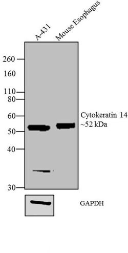 Invitrogen Cytokeratin 14 Monoclonal Antibody (LL002) 500 &mu;L; Unconjugated:Antibodies,