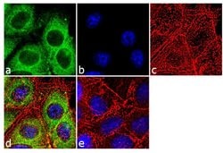 Invitrogen Cytochrome C Monoclonal Antibody (7H8.2C12) 500 &mu;L; Unconjugated:Antibodies,