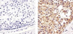 Invitrogen Cytochrome C Monoclonal Antibody (7H8.2C12) 500 &mu;L; Unconjugated:Antibodies,