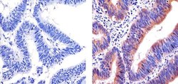 Invitrogen Cytochrome C Monoclonal Antibody (7H8.2C12) 500 &mu;L; Unconjugated:Antibodies,