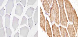 Invitrogen Cytochrome C Monoclonal Antibody (7H8.2C12) 500 &mu;L; Unconjugated:Antibodies,