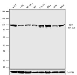XPF Monoclonal Antibody (51), Invitrogen 500 &mu;L; Unconjugated:Antibodies,