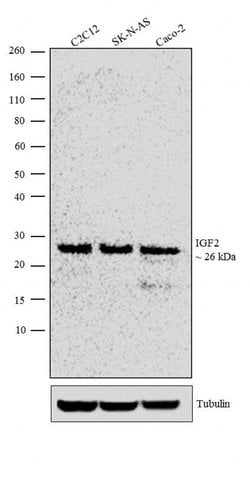 Pds1 Monoclonal Antibody (DCS-280), Invitrogen 500 &mu;L; Unconjugated:Antibodies,