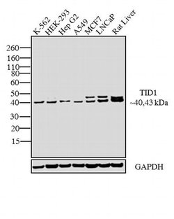 TID1 Monoclonal Antibody (RS13), Invitrogen 500 μL; Unconjugated:Antibodies,