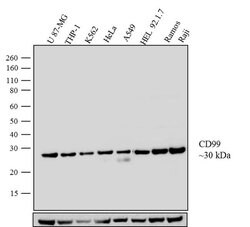 Invitrogen CD99 Monoclonal Antibody (O13) 500 &mu;L | Buy Online | Invitrogen&trade; | Fisher Scientific