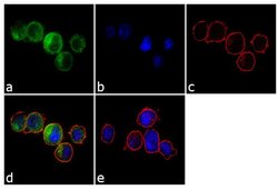 CD3 Monoclonal Antibody (F7.2.38), Invitrogen 500 &mu;L; Unconjugated:Antibodies,