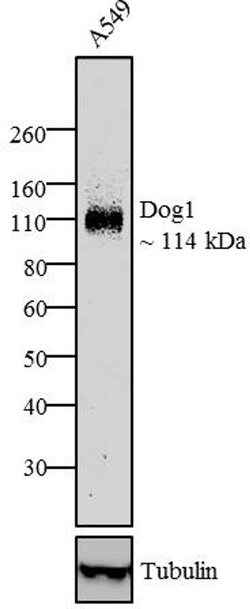 DOG-1 Monoclonal Antibody (1.1), Invitrogen 1 mL; Unconjugated:Antibodies,