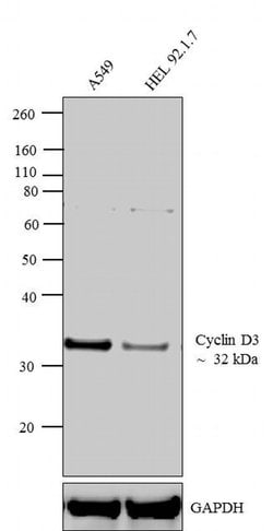 Invitrogen Cyclin D3 Monoclonal Antibody (DCS-22) 500 &mu;L; Unconjugated:Antibodies,