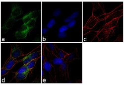 Fibrillin 1 Monoclonal Antibody (11C1.3), Invitrogen 500 &mu;L; Unconjugated:Anticorps,