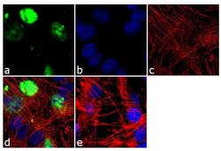 Invitrogen MYOD Monoclonal Antibody (5.8A) 500 &mu;L; Unconjugated:Antibodies,