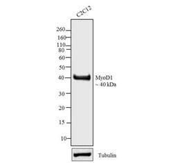Invitrogen MYOD Monoclonal Antibody (5.8A) 500 &mu;L; Unconjugated:Antibodies,
