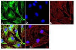 Invitrogen c-Kit Monoclonal Antibody (K45) 500 &mu;L; Unconjugated:Antibodies,
