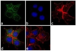 ErbB3 Monoclonal Antibody (H3.105.5 (Ab105)), Invitrogen 500 &mu;L; Unconjugated:Antibodies,