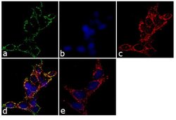 Prostate Specific Acid Phosphatase Monoclonal Antibody (PASE/4LJ), Invitrogen