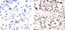 Cyclin B1 Monoclonal Antibody (V152), Invitrogen 500 &mu;L; Unconjugated:Antibodies,