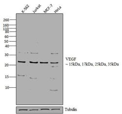 Invitrogen VEGF Monoclonal Antibody (JH121) 500 &mu;L; Unconjugated:Antikörper