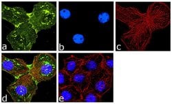 EGFR Monoclonal Antibody (111.6), Invitrogen 500 &mu;L | Buy Online | Thermo Scientific | Fisher Scientific