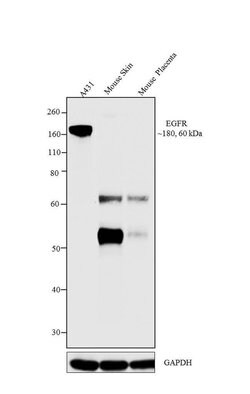 EGFR Monoclonal Antibody (111.6), Invitrogen 500 &mu;L | Buy Online | Thermo Scientific | Fisher Scientific