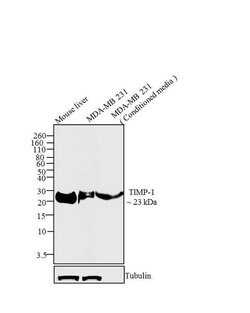 TIMP1 Monoclonal Antibody (102D1), Invitrogen 500 &mu;L; Unconjugated:Antibodies,
