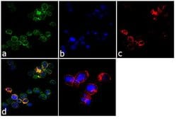 Invitrogen CD44 Monoclonal Antibody (156-3C11) 500 &mu;L; Unconjugated:Antibodies,
