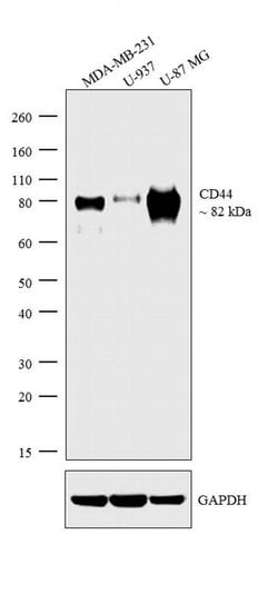 Invitrogen CD44 Monoclonal Antibody (156-3C11) 500 &mu;L; Unconjugated:Antibodies,