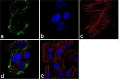 VHL Monoclonal Antibody (Ig33), Invitrogen 500 &mu;L; Unconjugated:Antibodies,