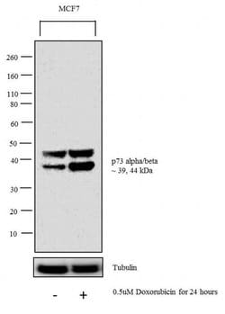 p73 Monoclonal Antibody (ER-15), Invitrogen 500 &mu;L; Unconjugated:Antibodies,