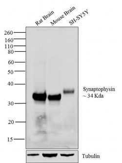 Invitrogen Synaptophysin Monoclonal Antibody (SP11) 500 &mu;L; Unconjugated:Antibodies,