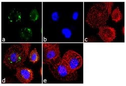 Invitrogen Follicle Stimulating Hormone Monoclonal Antibody (P4G2) 100