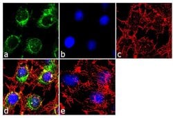 Invitrogen™ Apolipoprotein B Monoclonal Antibody (F2C13)