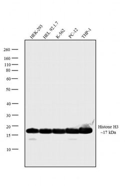 Invitrogen Histone H3 Monoclonal Antibody (E.960.2) 100 &mu;L; Unconjugated:Antibodies,